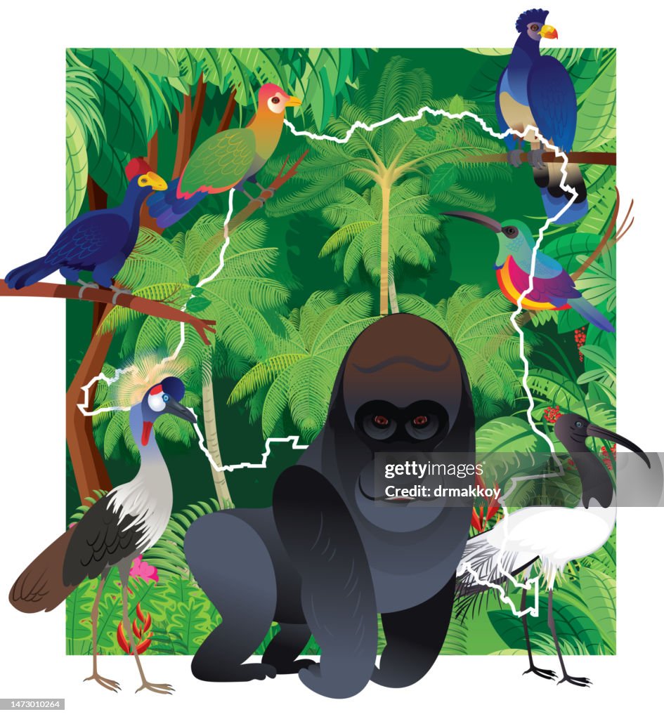 Tropischer Regenwald, Demokratische Republik Kongo