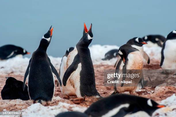 gentoo penguins colony (pygoscelis papua) penguins singing with antartic landscape antarctica - group of animals stock pictures, royalty-free photos & images