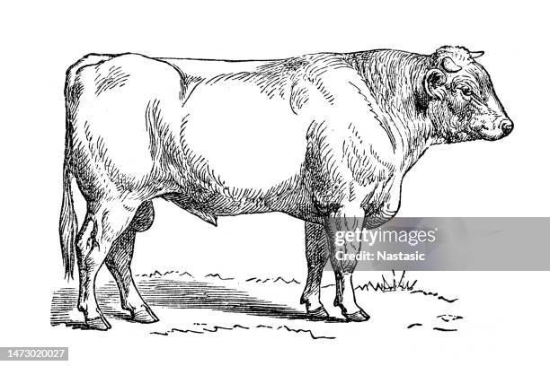 ilustraciones, imágenes clip art, dibujos animados e iconos de stock de toro (aislado sobre blanco) - concept does not exist