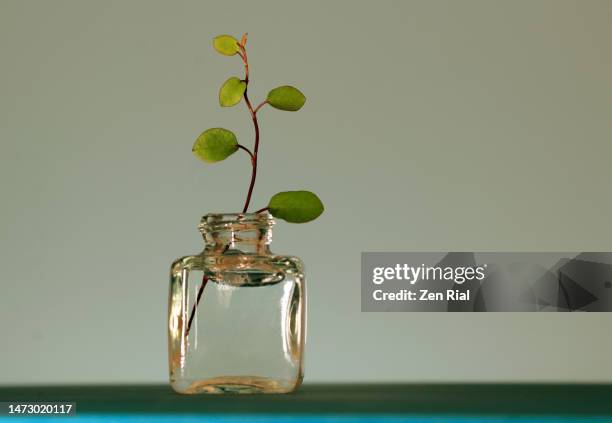 muehlenbeckia plant cutting on a clear bottle against green background - ent stockfoto's en -beelden