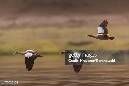 Chobe Raptors In Flight Egyptian Goose In Flight Chobe River Botswana High-Res Stock Photo ...