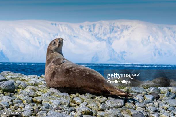 foca cangrejera (lobodon carcinoph) en un témpano de hielo - antártida - foca fotografías e imágenes de stock