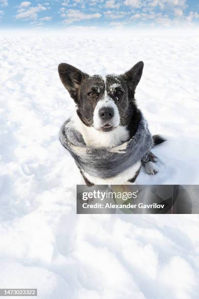 Dog. Welsh corgi Pembroke. Purebred dog in a scarf in a public park. Animal themes