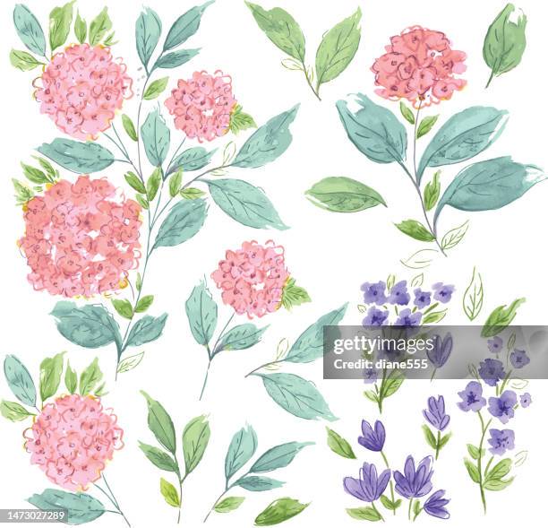 spring flowers on a transparent background - hydrangea macrophylla stock illustrations