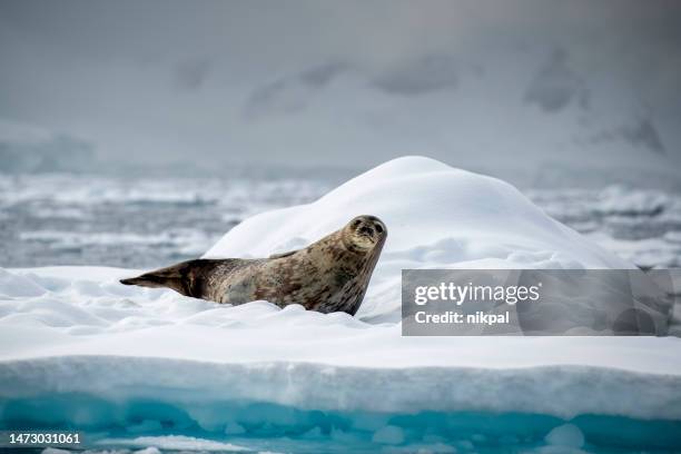 weddel seal ((leptonychotes weddellii)) on an ice floe close up -  antarctic - weddell sea stockfoto's en -beelden