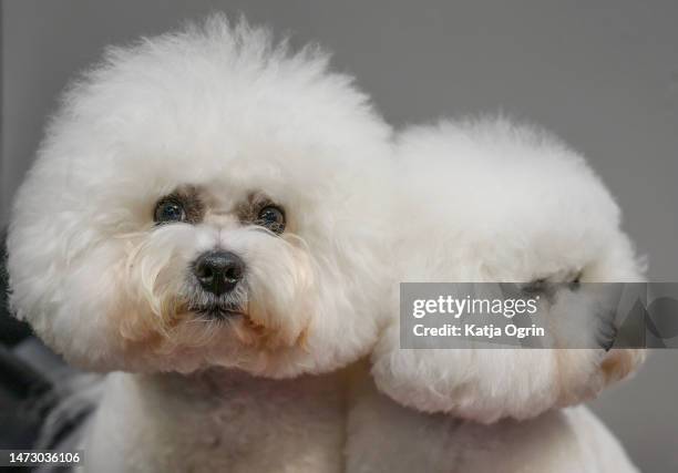 Two Bichon Frise dogs are seen on day four of CRUFTS Dog Show at NEC Arena on March 12, 2023 in Birmingham, England. Billed as the greatest dog show...