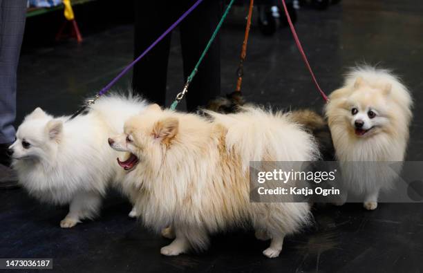 Three German Spitz dogs are seen on day four of CRUFTS Dog Show at NEC Arena on March 12, 2023 in Birmingham, England. Billed as the greatest dog...