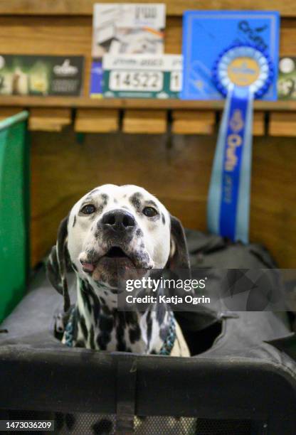Dalmatian dog is seen on day four of CRUFTS Dog Show at NEC Arena on March 12, 2023 in Birmingham, England. Billed as the greatest dog show in the...