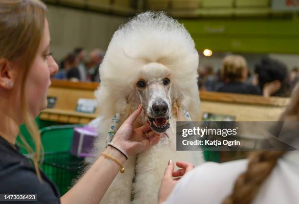 Poodle is seen on day four of CRUFTS Dog Show at NEC Arena on March 12, 2023 in Birmingham, England. Billed as the greatest dog show in the world,...