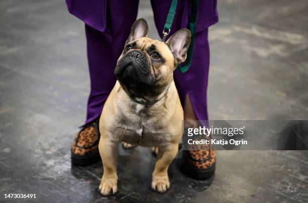 French Bulldog is seen on day four of CRUFTS Dog Show at NEC Arena on March 12, 2023 in Birmingham, England. Billed as the greatest dog show in the...