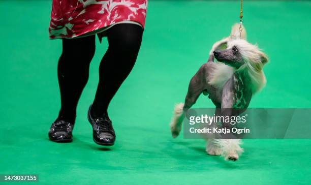 Chinese Crested judging takes place on day four of CRUFTS Dog Show at NEC Arena on March 12, 2023 in Birmingham, England. Billed as the greatest dog...