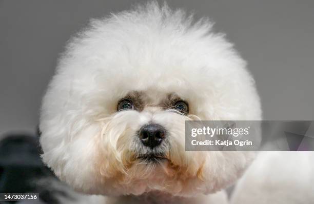 Bichon Frise is seen on day four of CRUFTS Dog Show at NEC Arena on March 12, 2023 in Birmingham, England. Billed as the greatest dog show in the...