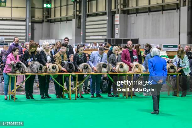 Pekingese judging takes place on day four of CRUFTS Dog Show at NEC Arena on March 12, 2023 in Birmingham, England. Billed as the greatest dog show...