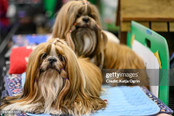 Two Yorkshire Terriers are seen on day four of CRUFTS Dog Show at NEC Arena on March 12, 2023 in Birmingham, England. Billed as the greatest dog show...