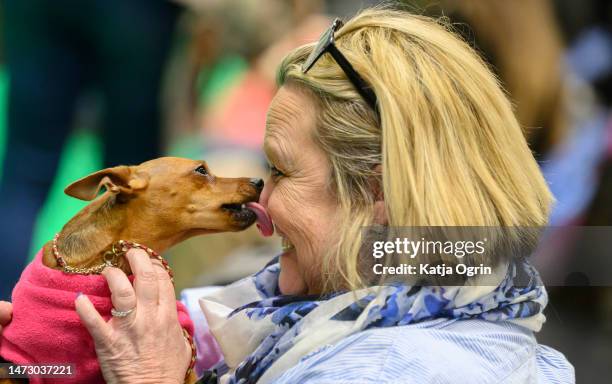 Chihuahua licks woman's face on day four of CRUFTS Dog Show at NEC Arena on March 12, 2023 in Birmingham, England. Billed as the greatest dog show in...