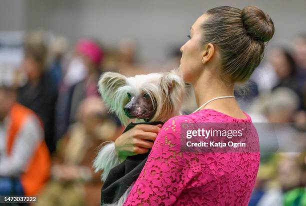 Chinese Crested judging takes place on day four of CRUFTS Dog Show at NEC Arena on March 12, 2023 in Birmingham, England. Billed as the greatest dog...