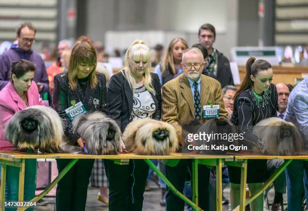 Pekingese judging takes place on day four of CRUFTS Dog Show at NEC Arena on March 12, 2023 in Birmingham, England. Billed as the greatest dog show...