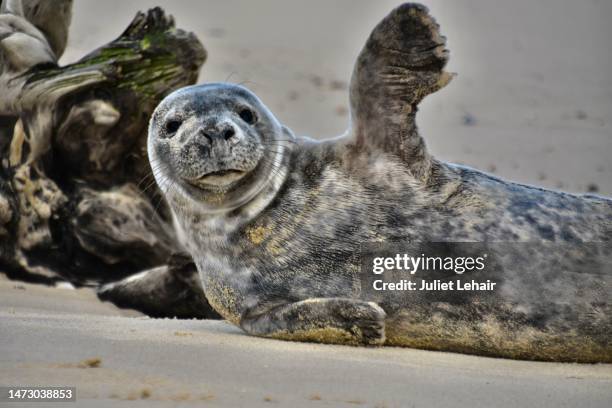 “hi there”: an encounter with a harbour seal (1) - foca común fotografías e imágenes de stock