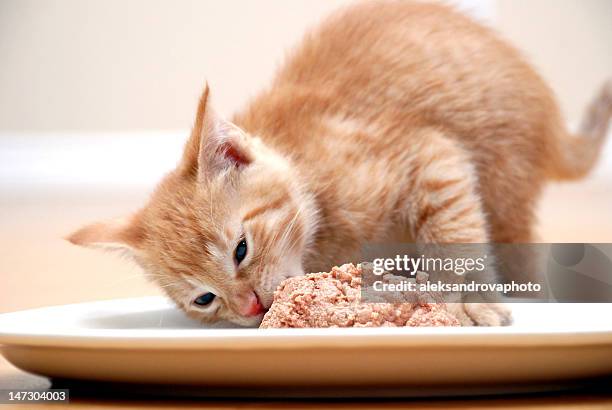 hungry kitty - cat food stock pictures, royalty-free photos & images