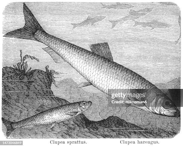 old engraved illustration of atlantic herring (clupea harengus) and sprattus or spratt (clupea sparattus) - bone tissue stock pictures, royalty-free photos & images