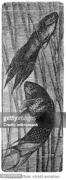 old engraved illustration of tropical fish - paradise fish, paradise-fish, paradisefish, or paradise gourami (macropodus viridi-auratus) - bone tissue stock pictures, royalty-free photos & images