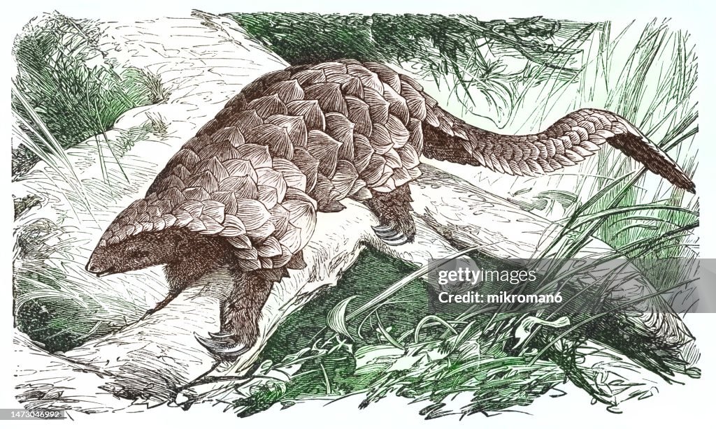 Old engraved illustration of ground pangolin, Temminck's pangolin, Cape pangolin or steppe pangolin (Smutsia temminckii)