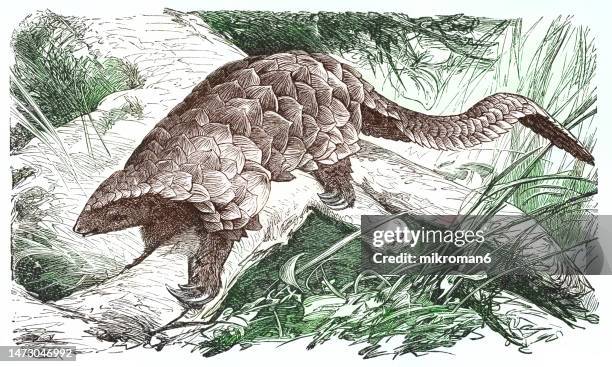 old engraved illustration of ground pangolin, temminck's pangolin, cape pangolin or steppe pangolin (smutsia temminckii) - temminckii stock pictures, royalty-free photos & images