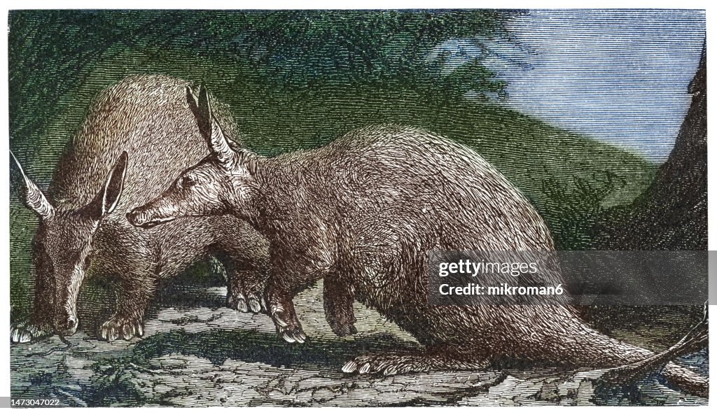 Old engraved illustration of Aardvark (Orycteropus afer)