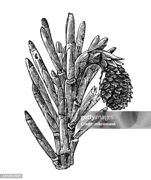 old engraved illustration of the scots pine, scotch pine or baltic pine (pinus sylvestris) - longitude stock pictures, royalty-free photos & images