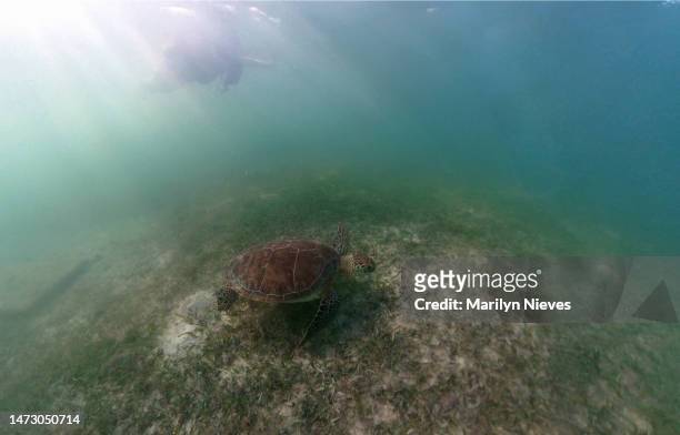 large loggerhead sea turtle in cancun mexico - "marilyn nieves" stock pictures, royalty-free photos & images
