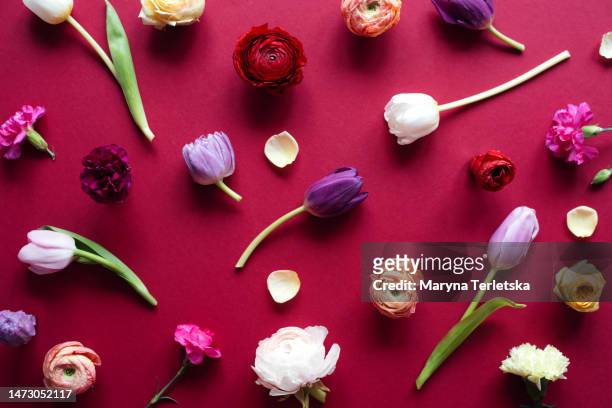 flower arrangement on a burgundy background. floral background. color of 2023. viva. magenta. - maroon confetti stock pictures, royalty-free photos & images