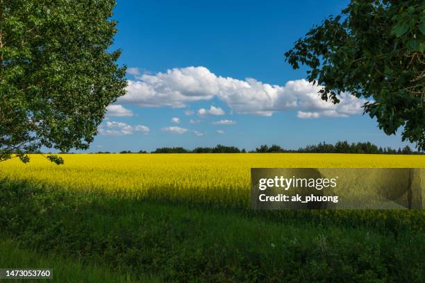 Alberta Fresh Spring Spring Farm Alberta Photos and Premium High Res Pictures - Getty Images