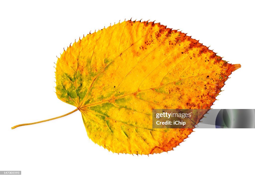 Yellow-golden autumn leaf on white