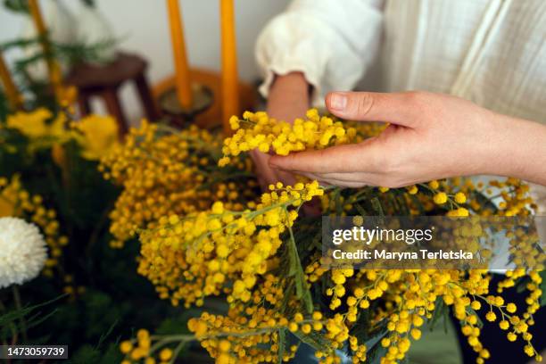 women's hands with mimosa branches. spring. flowers. easter. women's day. mothers day. hello spring. - march month bildbanksfoton och bilder