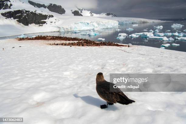 skua bird patrolling a penguin colony looking for eggs - antarctic - skua stock pictures, royalty-free photos & images