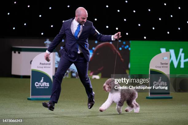 Orca, a Lagotto Romagnolo, winner of the Gundog group title, seen with handler Javier Gonzalez Mendikote, owned by Sabina Zdunić Šinković and Ante...