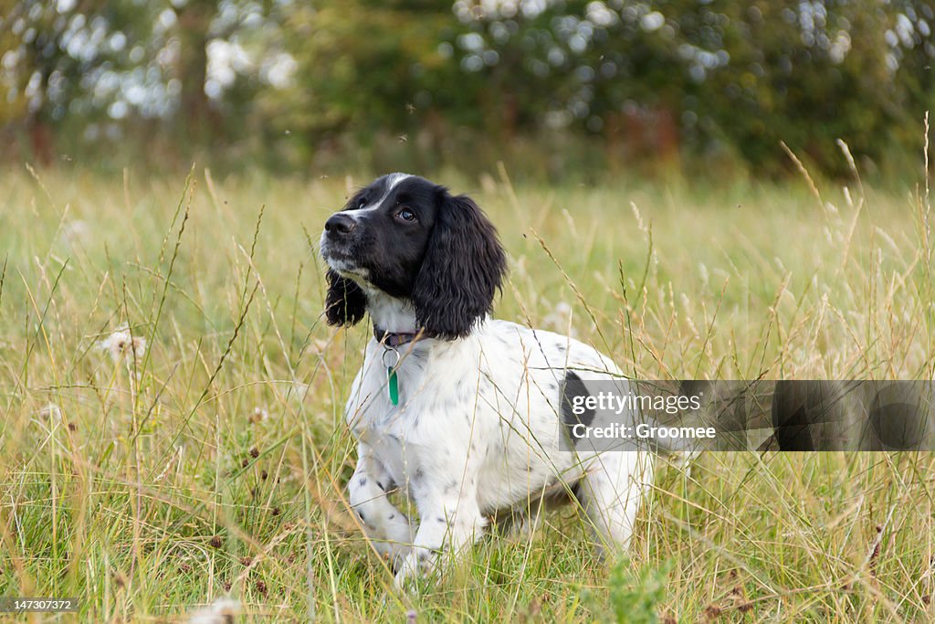 Young-spaniel Hund stehen im Gras Feld.