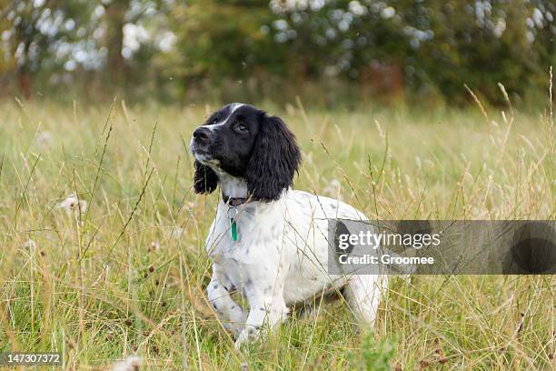 spaniel joven de pie en un campo de césped de la crías. - springer spaniel fotografías e imágenes de stock