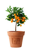 Little orange tree isolated