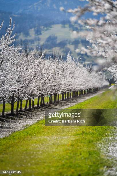 looking down a row of almond orchard in blossom in northern california at the foot of the sutter buttes in sutter county. - almond blossom stock-fotos und bilder