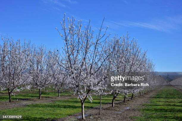 looking down rows of an almond orchard in bloom in northern california. - almond blossom stock-fotos und bilder