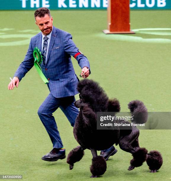 Jake the Standard Poodle competes in Best in Show at NEC Arena on March 12, 2023 in Birmingham, England. Billed as the greatest dog show in the...