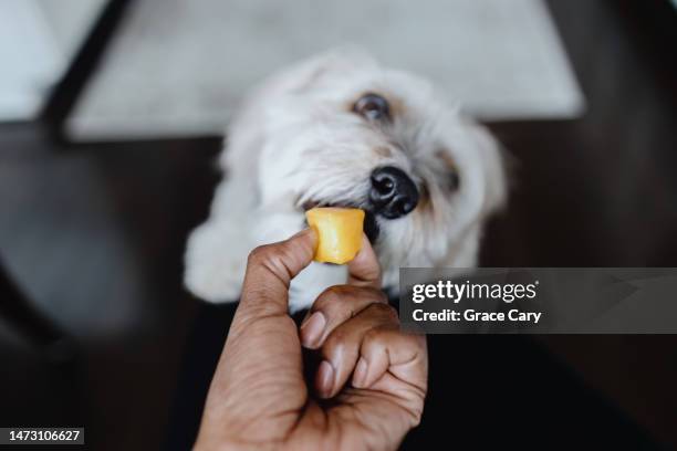 woman feeds her dog a piece of mango - lap dog stock pictures, royalty-free photos & images