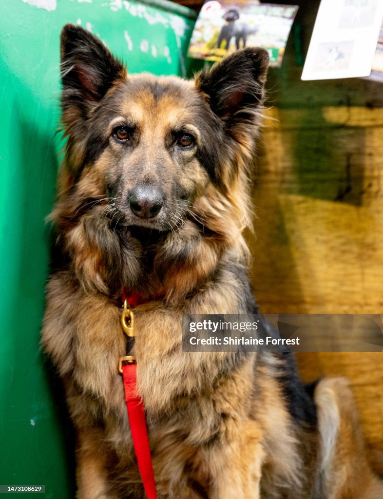 Cruffys Cocoa the German Shepherd attends the Crufts Dog Show 2023 at NEC ...