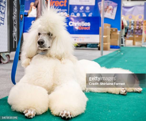 Mikey the Standard Poodle attends the Crufts Dog Show 2023 at NEC Arena on March 12, 2023 in Birmingham, England.