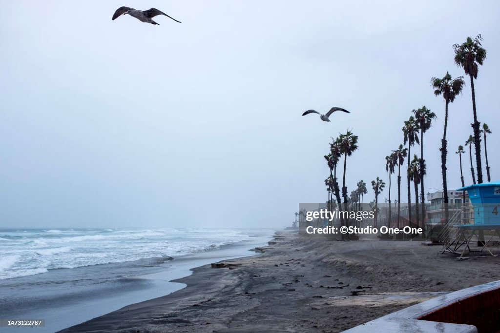 Rain and Seagulls