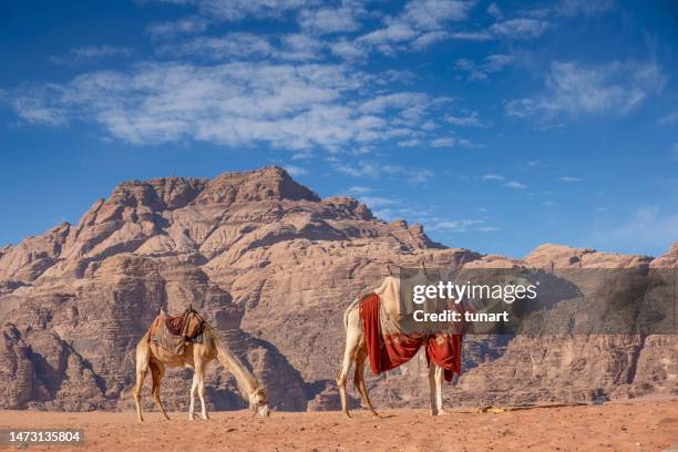 paysage du wadi rum, jordanie - chameau photos et images de collection