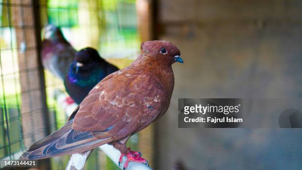 portrait of a pigeon, red dove in the cage - volière stockfoto's en -beelden