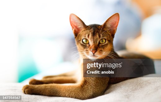 Junge Abessinierkatze in Aktion Junge Abessinierkatze in Aktion