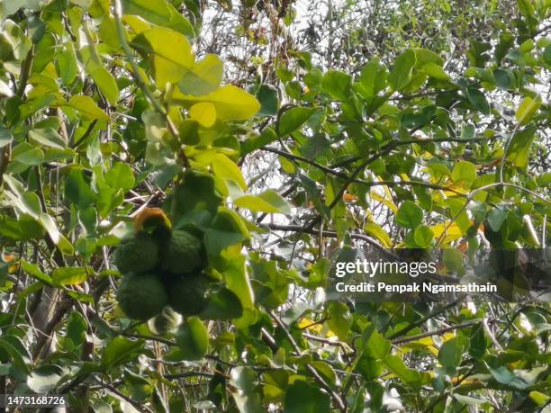 kaffir lime, leech lime, mauritius papeda citrus hystrix dc. green fruit vegetable - kafferlimoen stockfoto's en -beelden